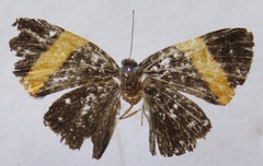 Pirascca tyriotes