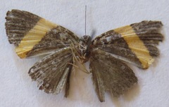 Pirascca tyriotes