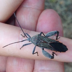 Physomerus grossipes