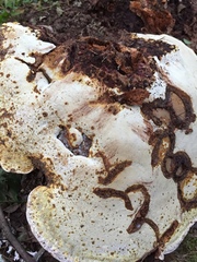 Ganoderma martinicense