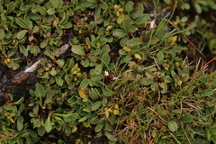 Salix herbacea