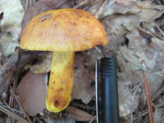 Russula grata