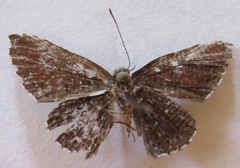 Detritivora hermodora