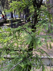 Taxodium mucronatum