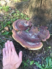 Ganoderma martinicense