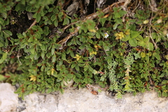 Salix herbacea