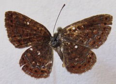 Calephelis laverna