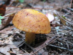Russula grata