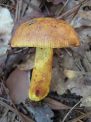 Russula grata