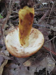 Russula grata