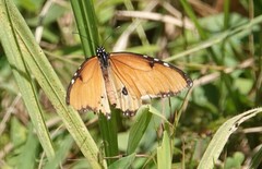 Danaus chrysippus dorippus