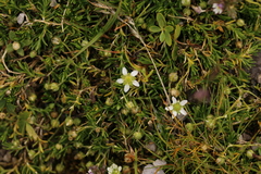 Moehringia ciliata