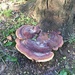 Ganoderma subincrustatum - Photo (c) Daniel Folds, osa oikeuksista pidätetään (CC BY-NC), lähettänyt Daniel Folds