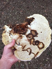 Ganoderma martinicense