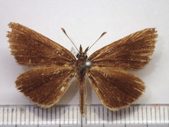 Leptalina unicolor