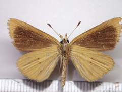 Leptalina unicolor