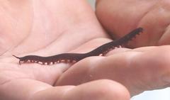 Epiperipatus acacioi