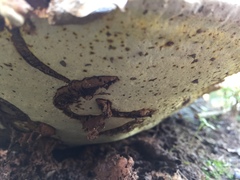 Ganoderma martinicense