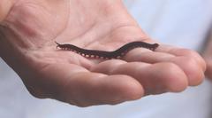 Epiperipatus acacioi