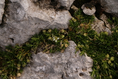 Moehringia ciliata