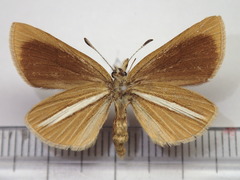 Leptalina unicolor