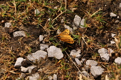 Setina