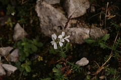 Achillea atrata