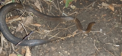 Stenorrhina degenhardtii