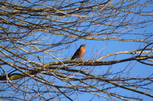 American Robin photographed in Delaware