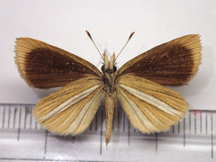 Leptalina unicolor