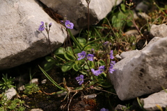 Veronica aphylla