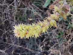 Hyptis rhytidea
