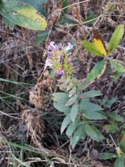 Hyptis rhytidea
