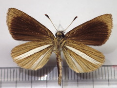 Leptalina unicolor