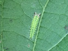 Asterocampa celtis