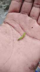 Lepidoptera