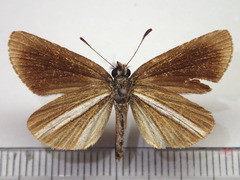 Leptalina unicolor