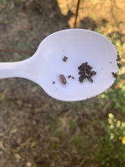 Armadillidium vulgare