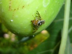 Ceratitis capitata