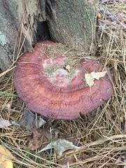 Ganoderma martinicense