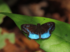 Pythonides proxenus