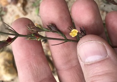 Hypericum drummondii