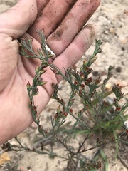 Hypericum drummondii