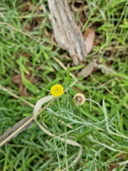 Coronidium gunnianum