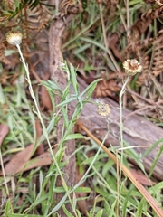 Coronidium gunnianum