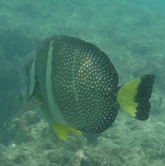Acanthurus guttatus
