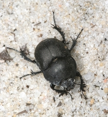 Mycotrupes retusus