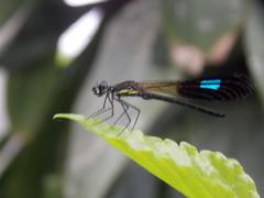 Rhinocypha heterostigma