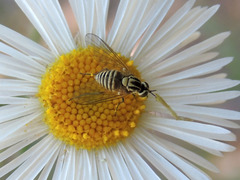 Phthiriinae