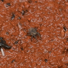 Caeculidae